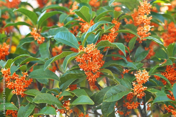 Obraz キンモクセイ　金木犀　金色の花　秋の花