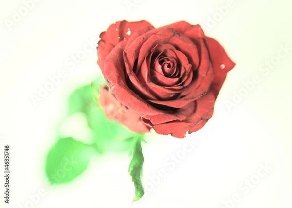 Obraz single red rose 4