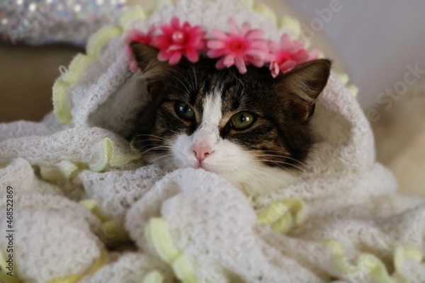 Obraz beautiful kitten close - up face