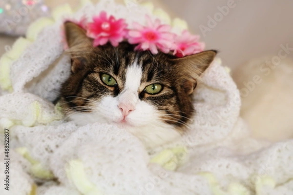 Obraz beautiful kitten close - up face