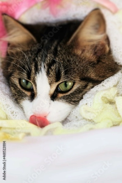 Obraz beautiful kitten close - up face