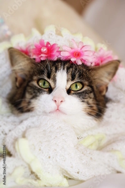 Obraz beautiful kitten close - up face