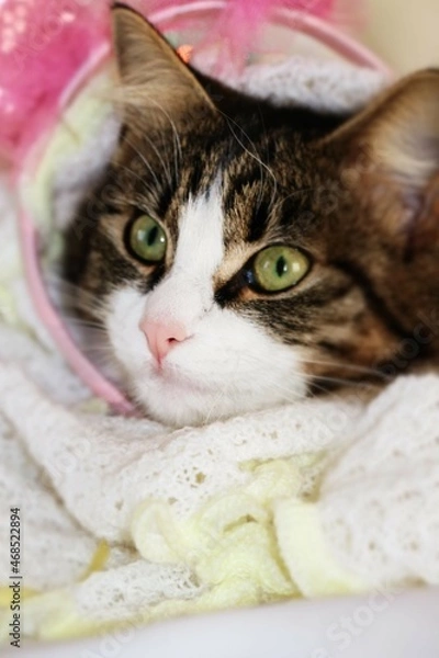 Obraz beautiful kitten close - up face