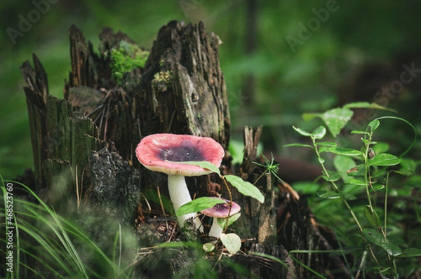 Obraz mushroom in the forest