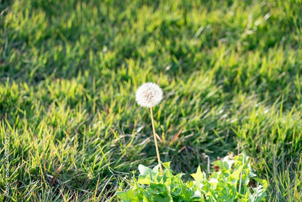 Fototapeta 芝生に咲いた一輪のたんぽぽの綿毛