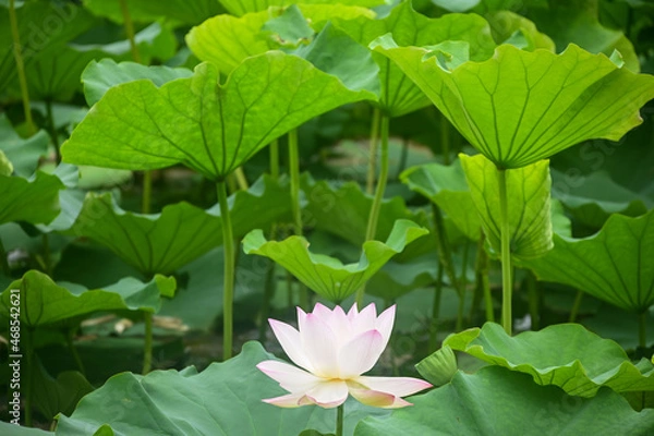 Fototapeta 蓮の花