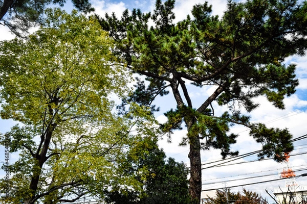 Fototapeta 伊丹廃寺を散策する