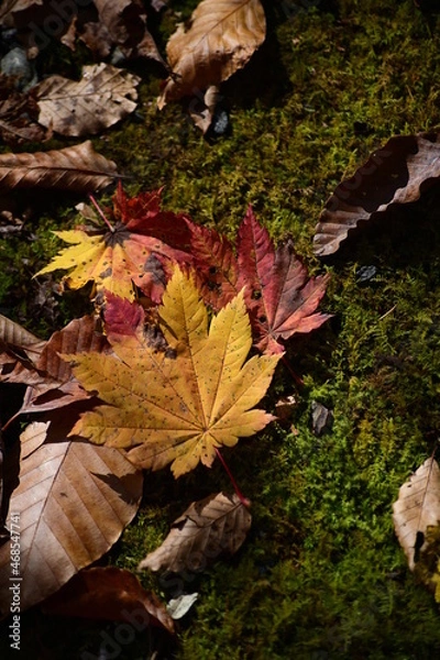 Fototapeta 紅葉の葉っぱ