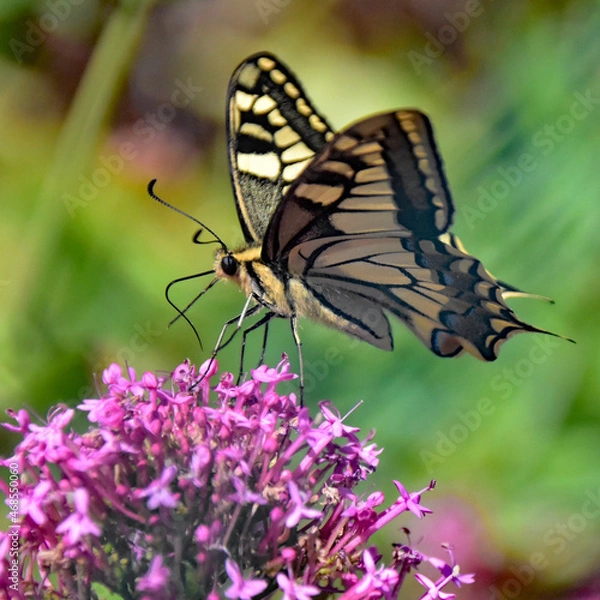 Fototapeta Papillon sur une fleur