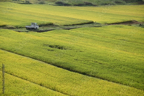 Fototapeta 日本の棚田