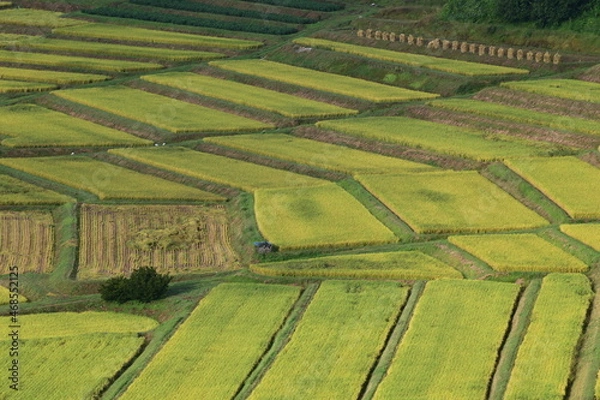 Fototapeta 日本の棚田