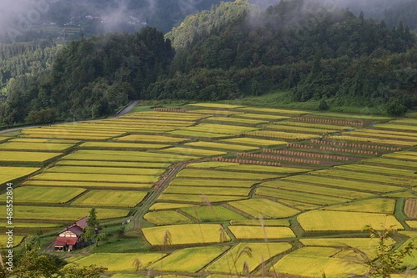 Fototapeta 日本の棚田