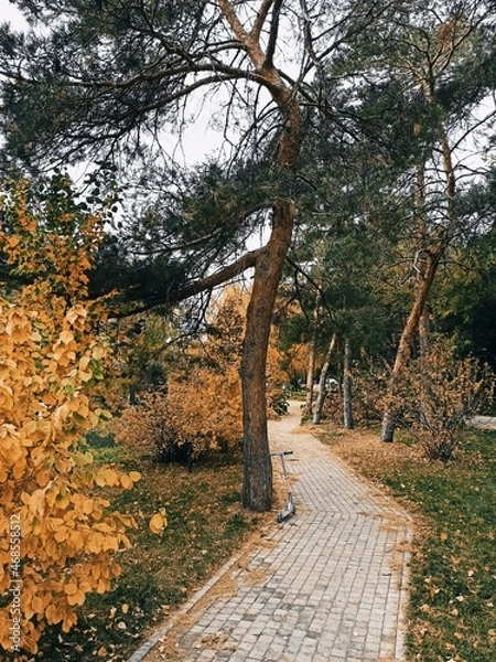 Obraz path in the park