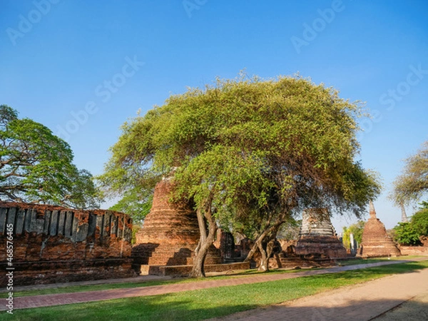 Fototapeta Stupas mit Baum