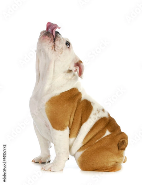 Obraz puppy looking up