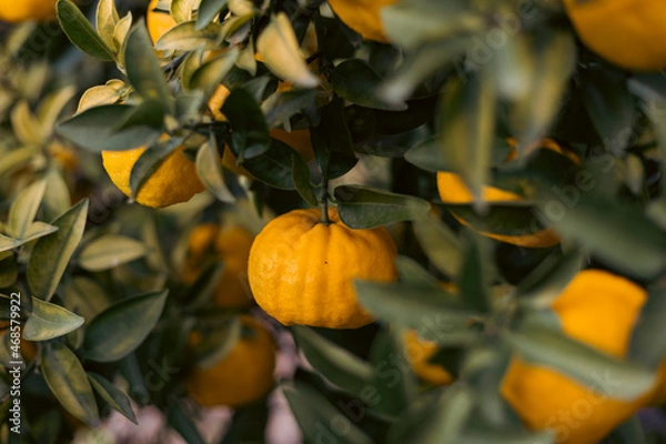 Obraz orange citrus on tree