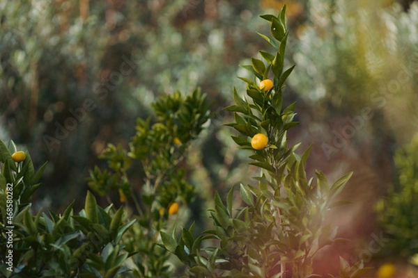 Fototapeta orange citrus on tree