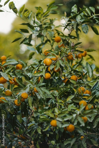 Obraz orange tree branch