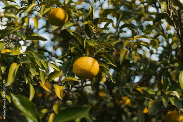 Obraz orange tree with fruits
