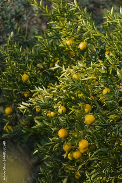 Obraz lemon tree with oranges