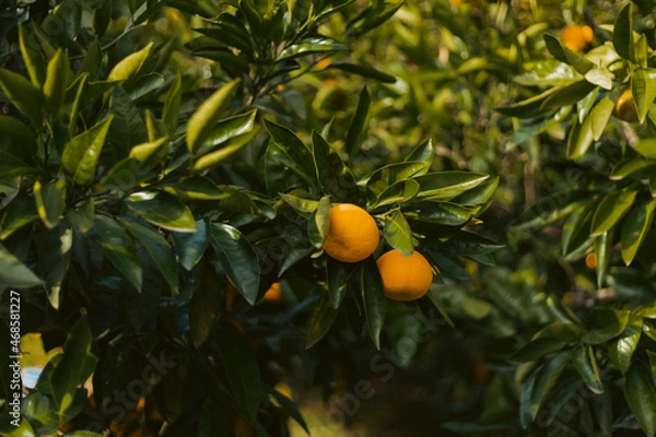 Obraz orange tree with oranges