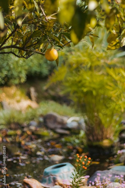 Obraz garden with lemon tree