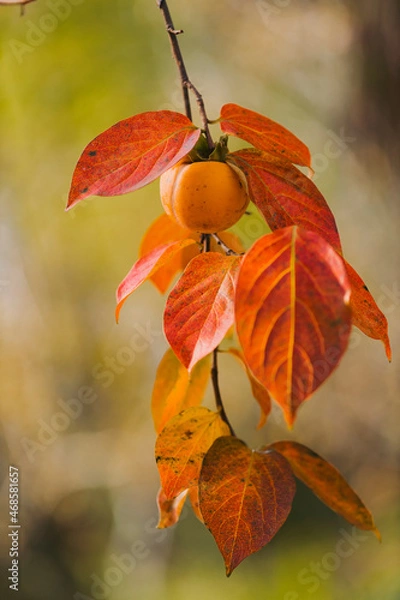 Obraz red autumn leaves