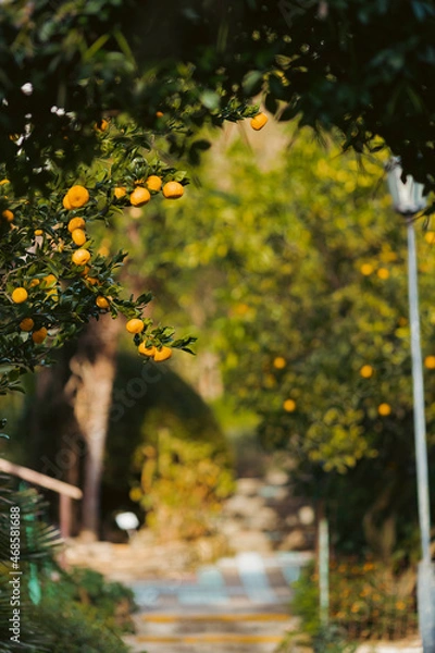 Obraz orange tree with leaves