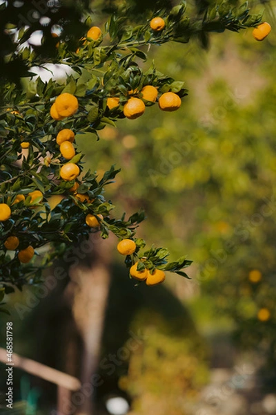 Obraz orange tree with fruits
