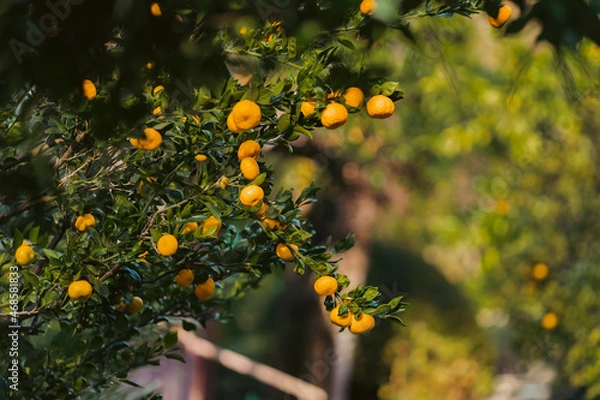 Obraz orange tree in the garden