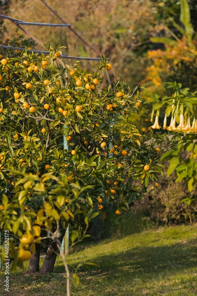 Obraz autumn trees in the park