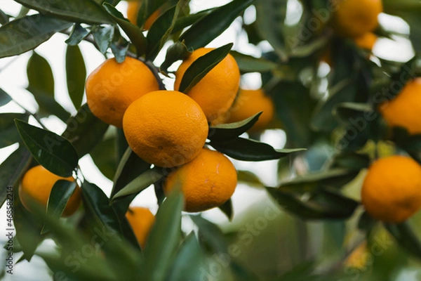 Obraz orange tree with fruits