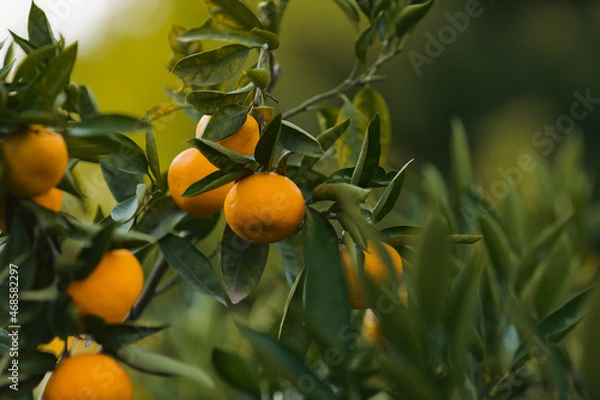 Obraz orange tree with fruits