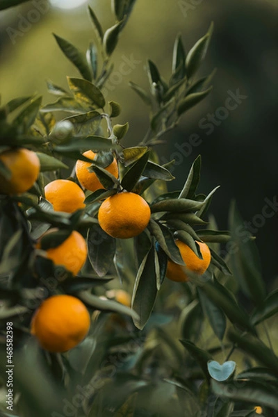 Obraz orange tree with fruits