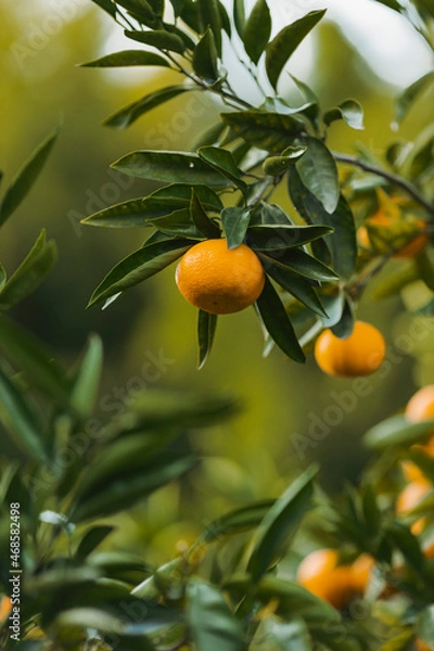Obraz oranges on tree