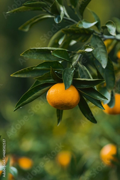 Obraz orange tree with fruits