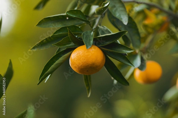 Obraz mandarin on tree