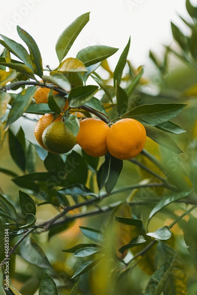 Obraz orange fruit tree