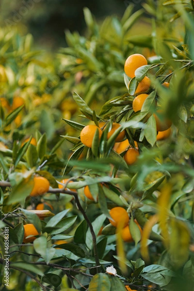 Fototapeta oranges on tree