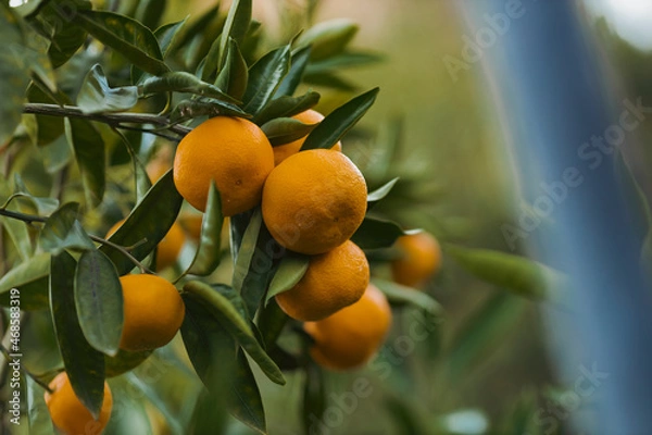 Obraz oranges on tree