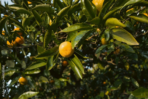 Fototapeta oranges on tree
