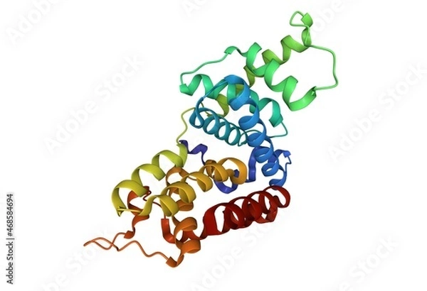 Fototapeta Crystal structure of human cyclin T2. 3D cartoon model, PDB 2ivx, white background