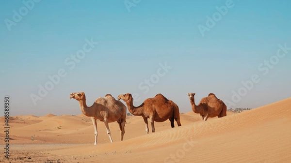 Obraz camels in the desert