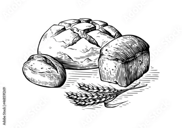 Fototapeta Bread vector hand drawn set illustration. Other types of wheat, flour fresh bread. Gluten food bakery engraved collection