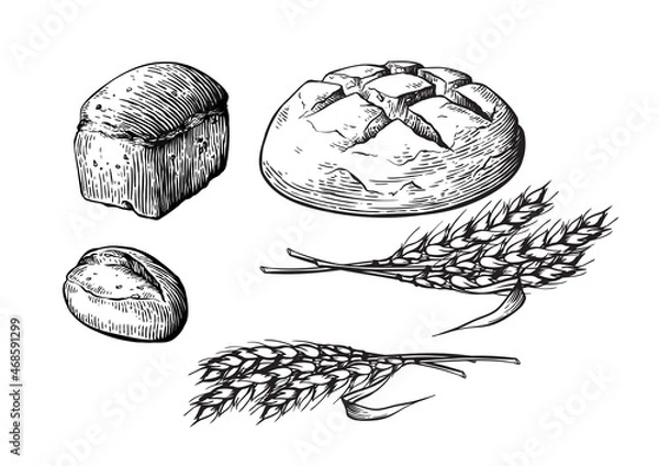 Fototapeta Bread vector hand drawn set illustration. Other types of wheat, flour fresh bread. Gluten food bakery engraved collection