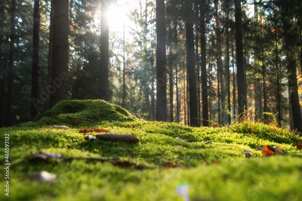Obraz Forest moss with bright sunlight