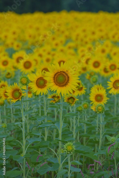 Fototapeta ひまわりのある風景