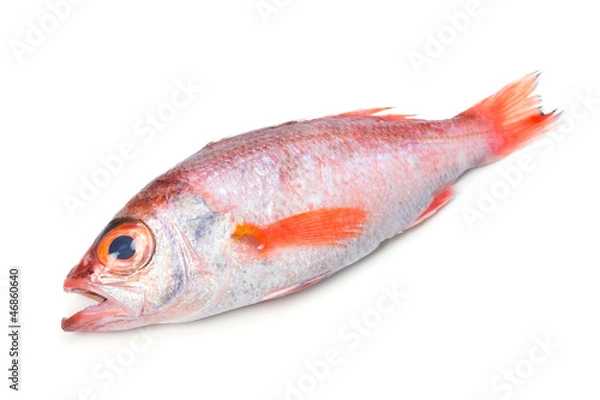 Fototapeta アカムツ