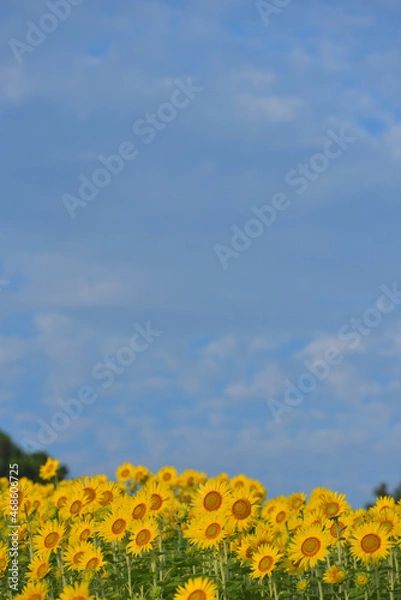 Fototapeta ひまわりのある風景