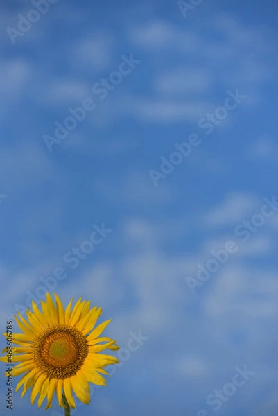 Fototapeta ひまわりのある風景